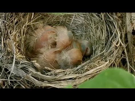 有鳥來家裡築巢|鳥巢風水：居家好運密碼